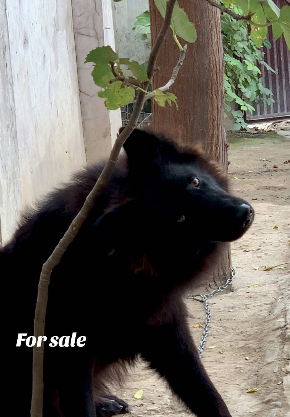 @Black German Shepherd😈