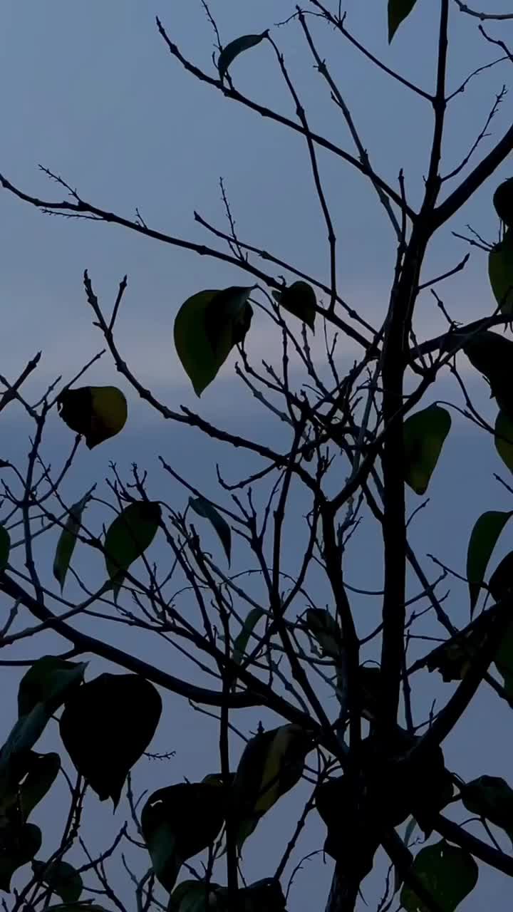 @B7F乛حسيب