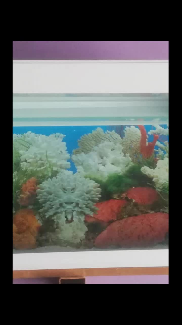 @BALO'S AQUARIUMS