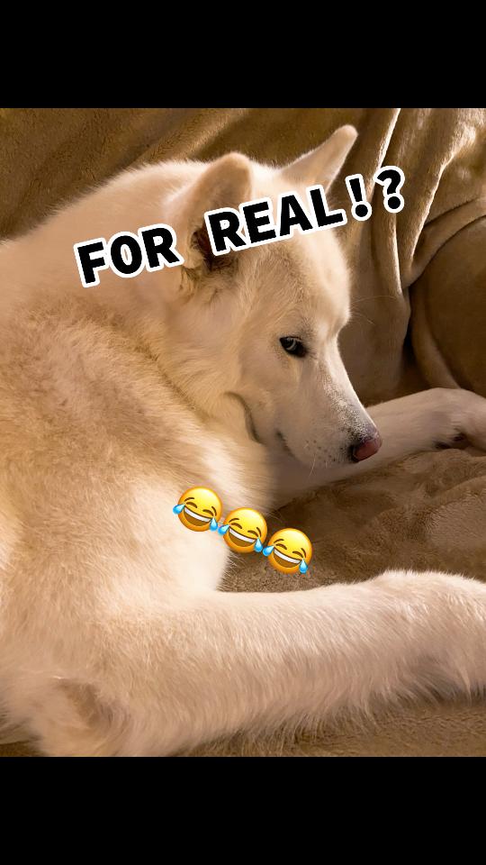 @Tundra