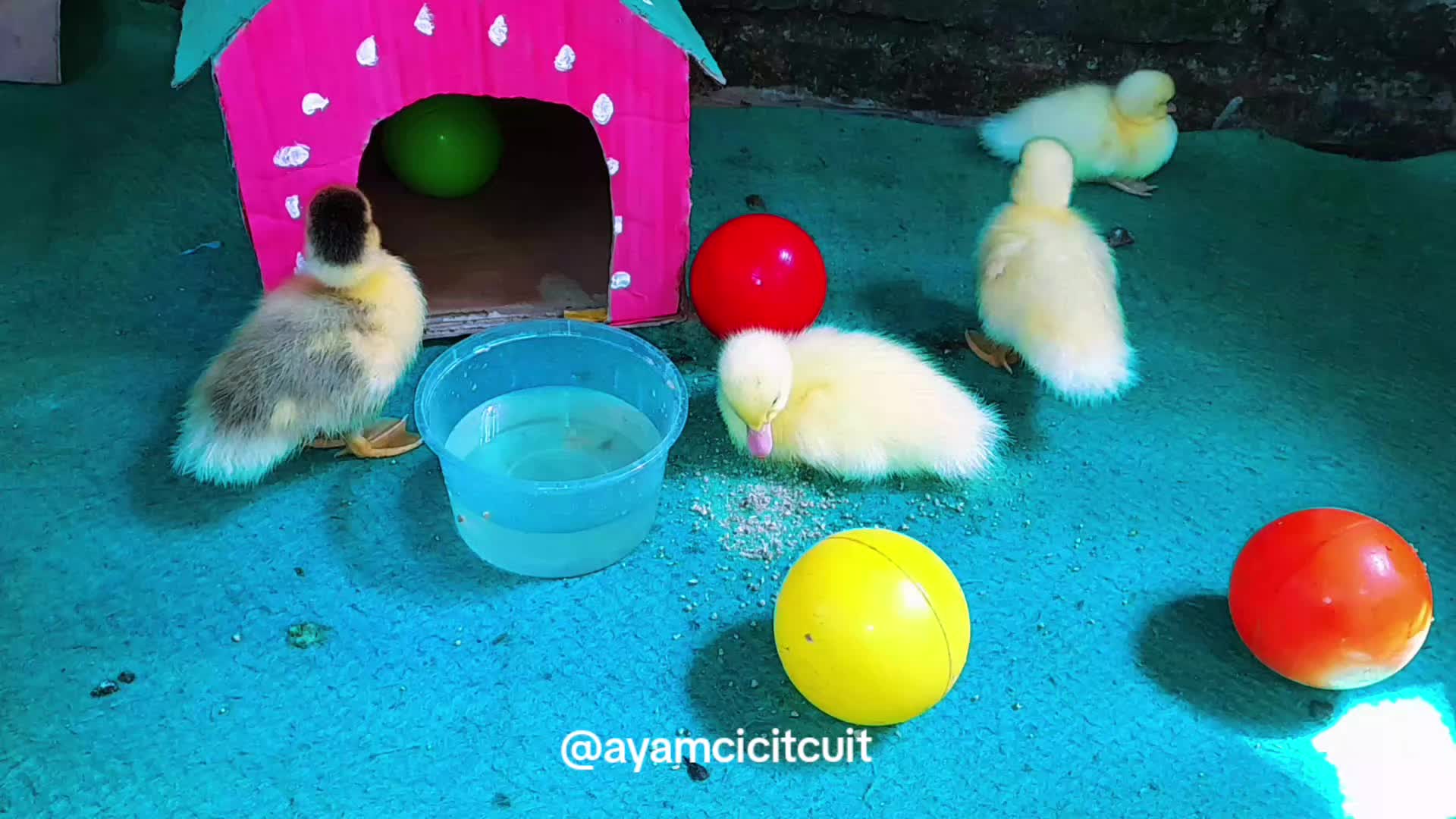 @Ayam Cicit Cuit