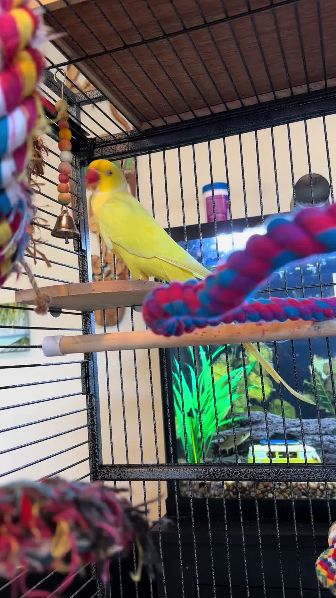 @Tweety the Ringneck