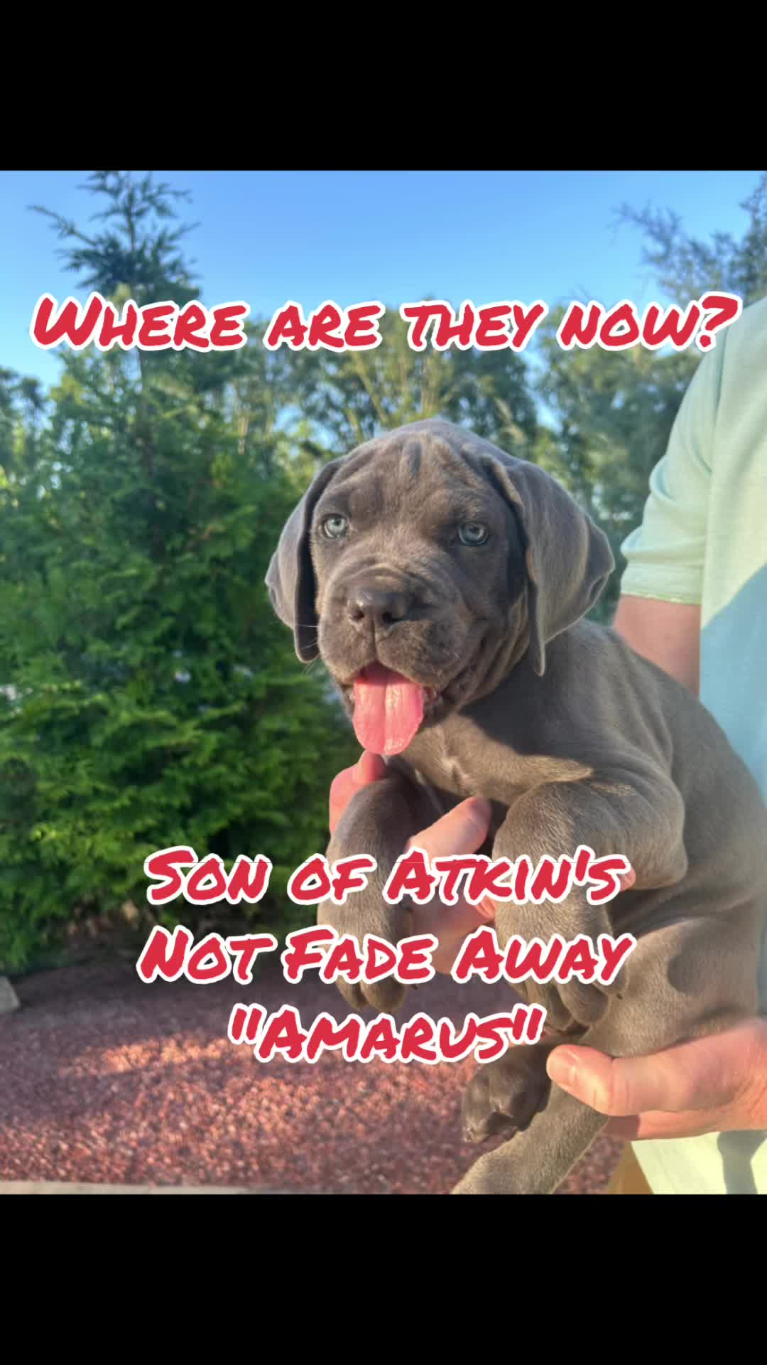 @Son of Atkin&rsquo;s Cane Corso