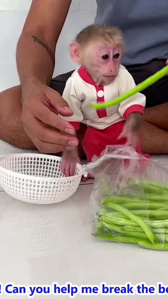 @Monkey Lily