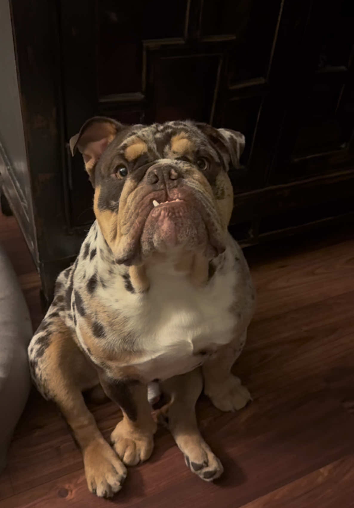 @barkleythabulldog