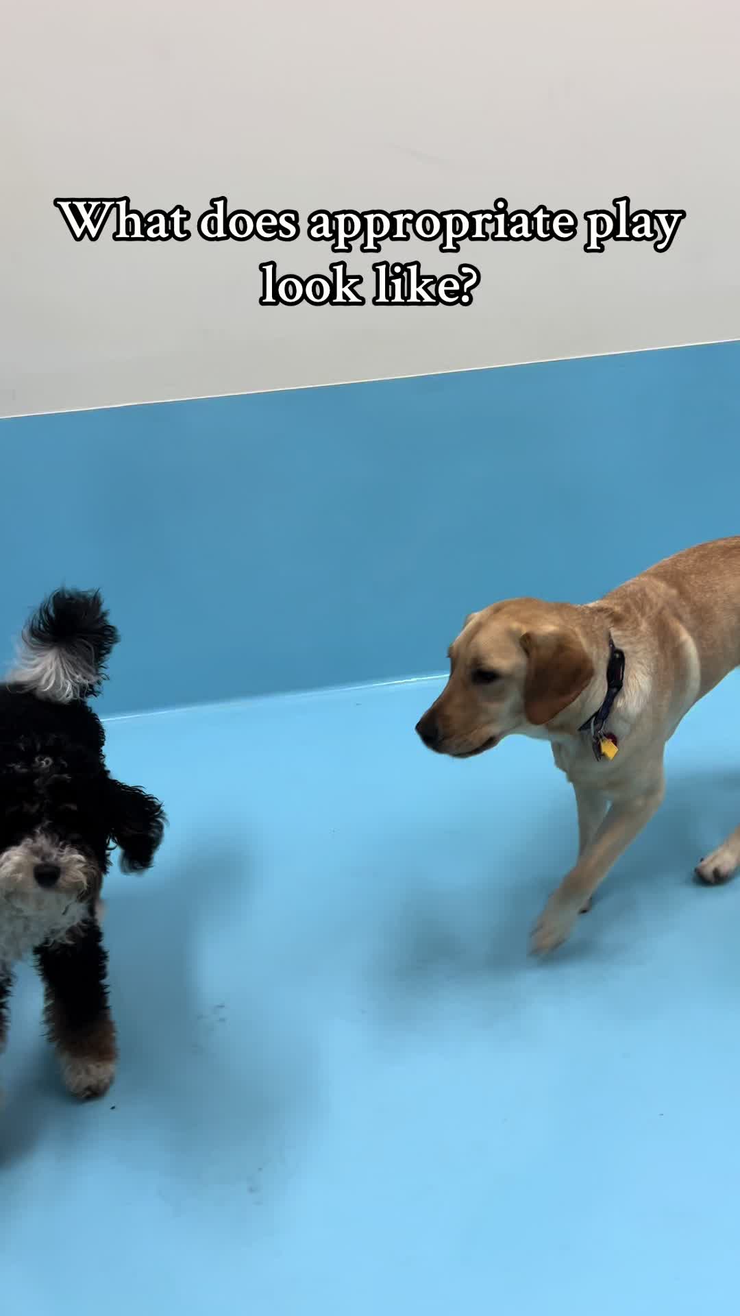 @Biscuits & Bath | Dog Retreat