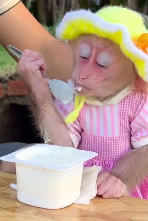 @Monkey Lily