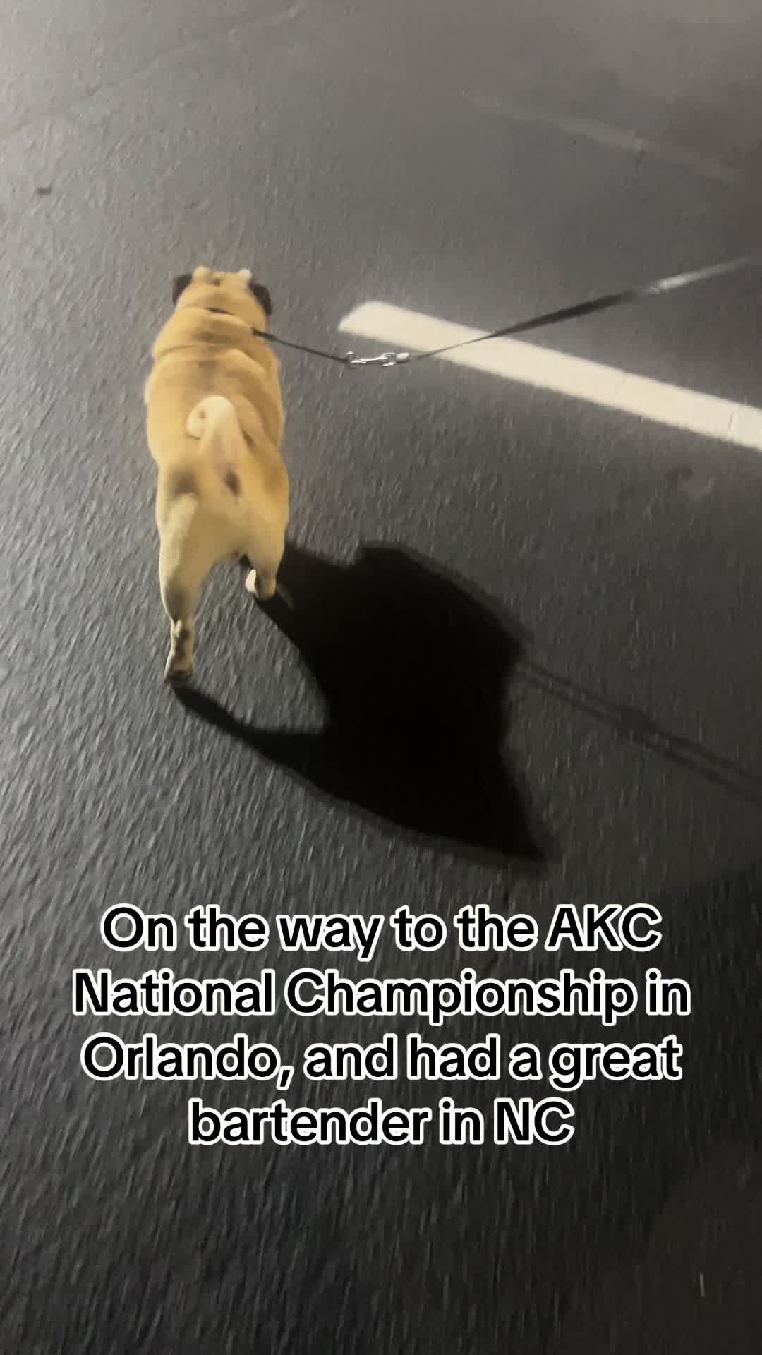@Vito The Pug