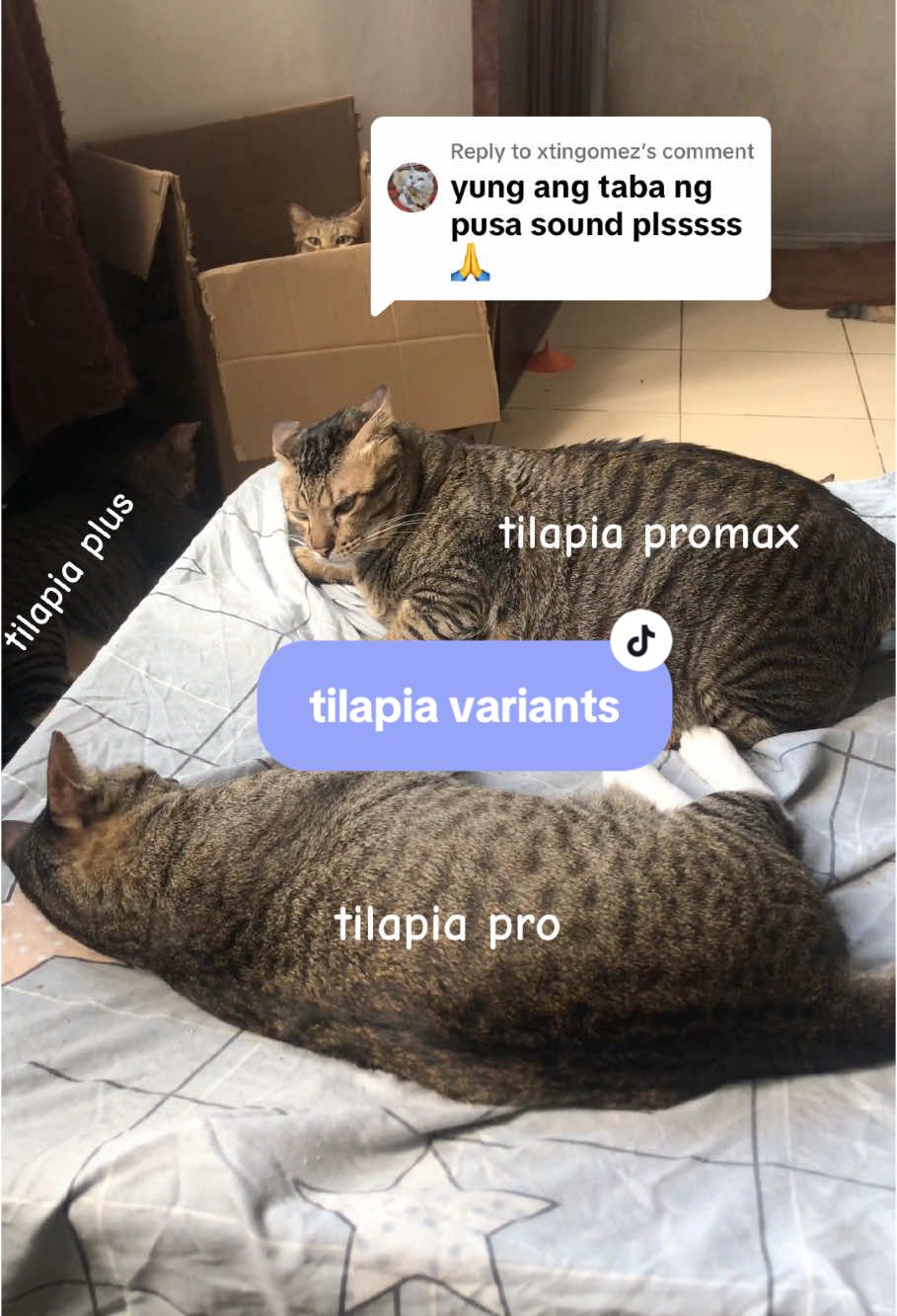 @17meows