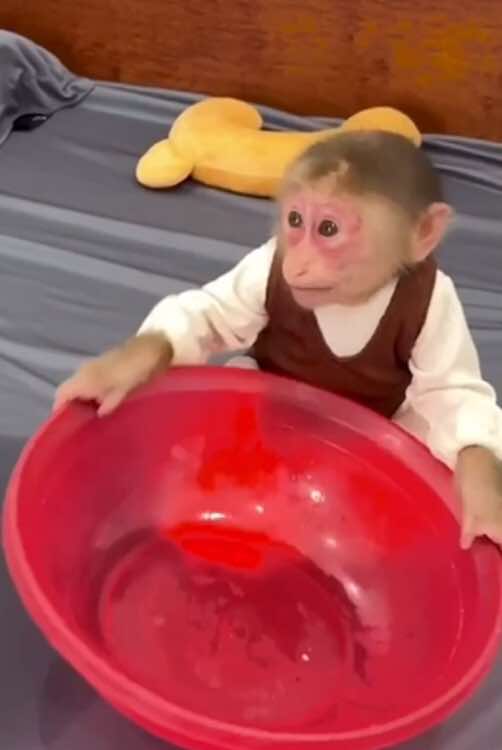 @Monkey Lily