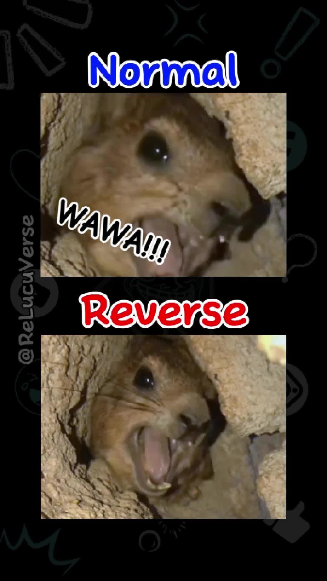 @ReLucuVerse
