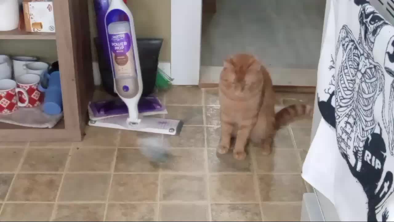 @MeowNeko83