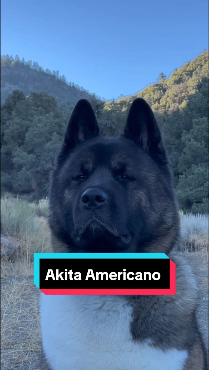 @Razas Caninas