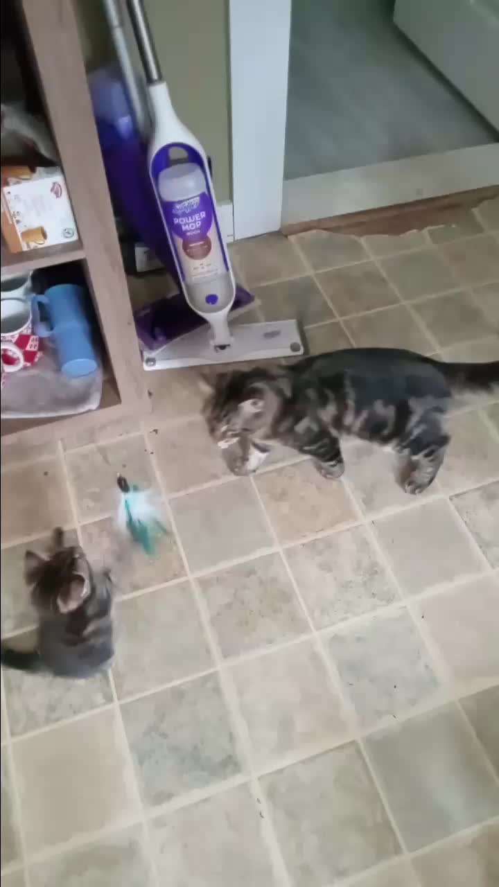 @MeowNeko83