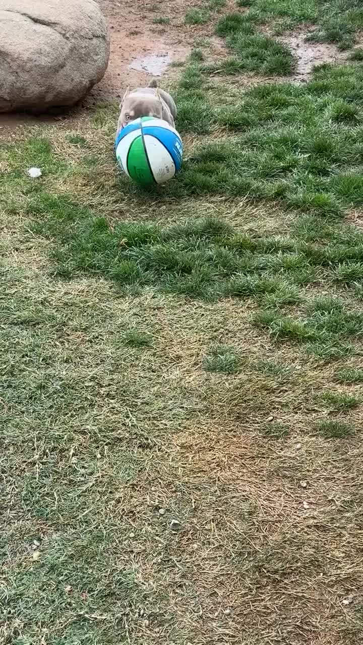 @thepawdcastofficial