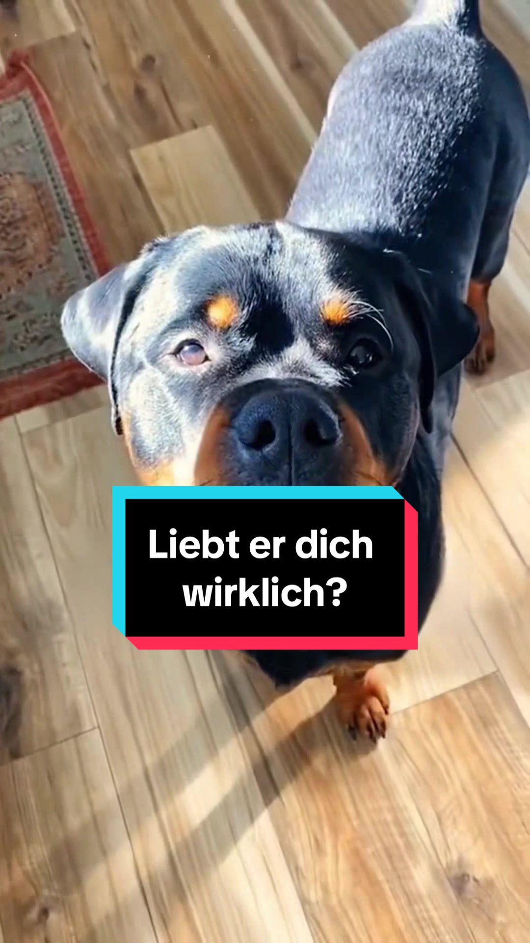 @Tiere kennen🐾