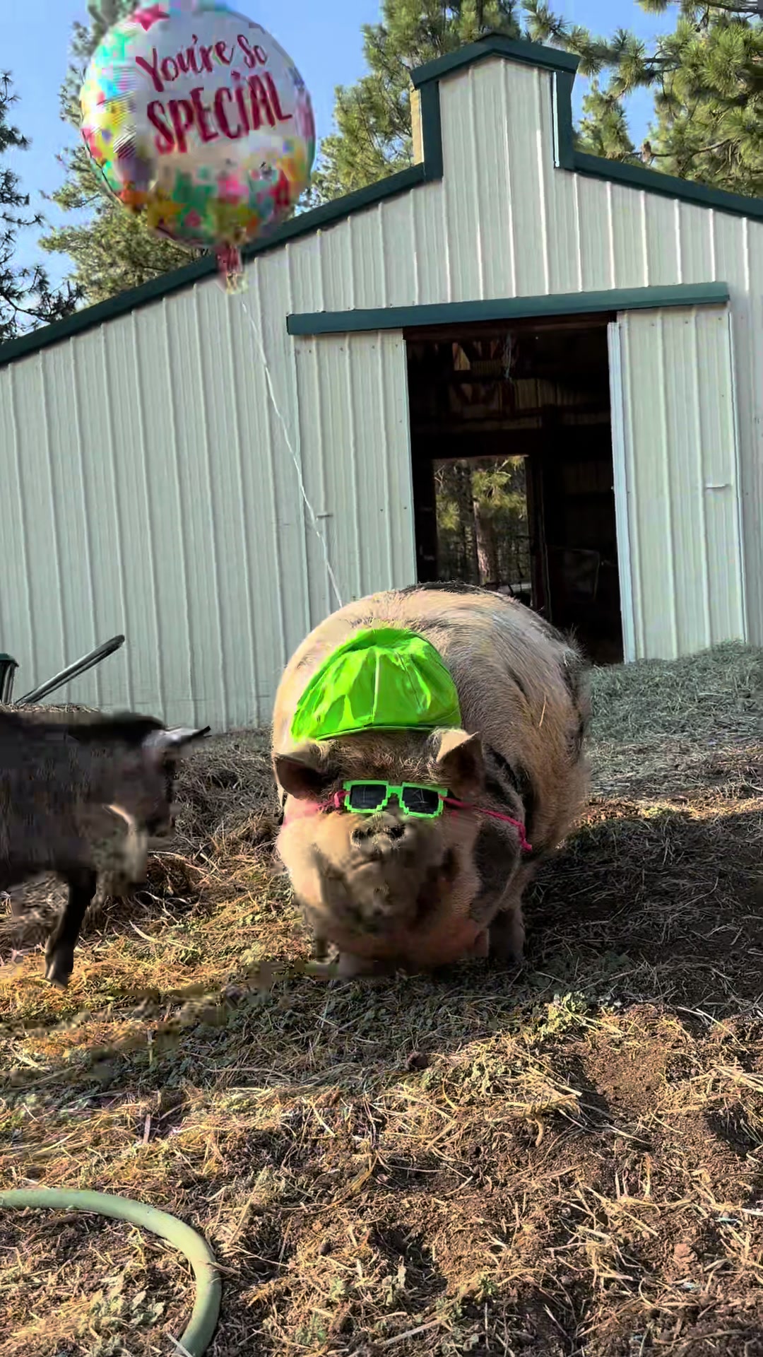 @thewinstonthepig