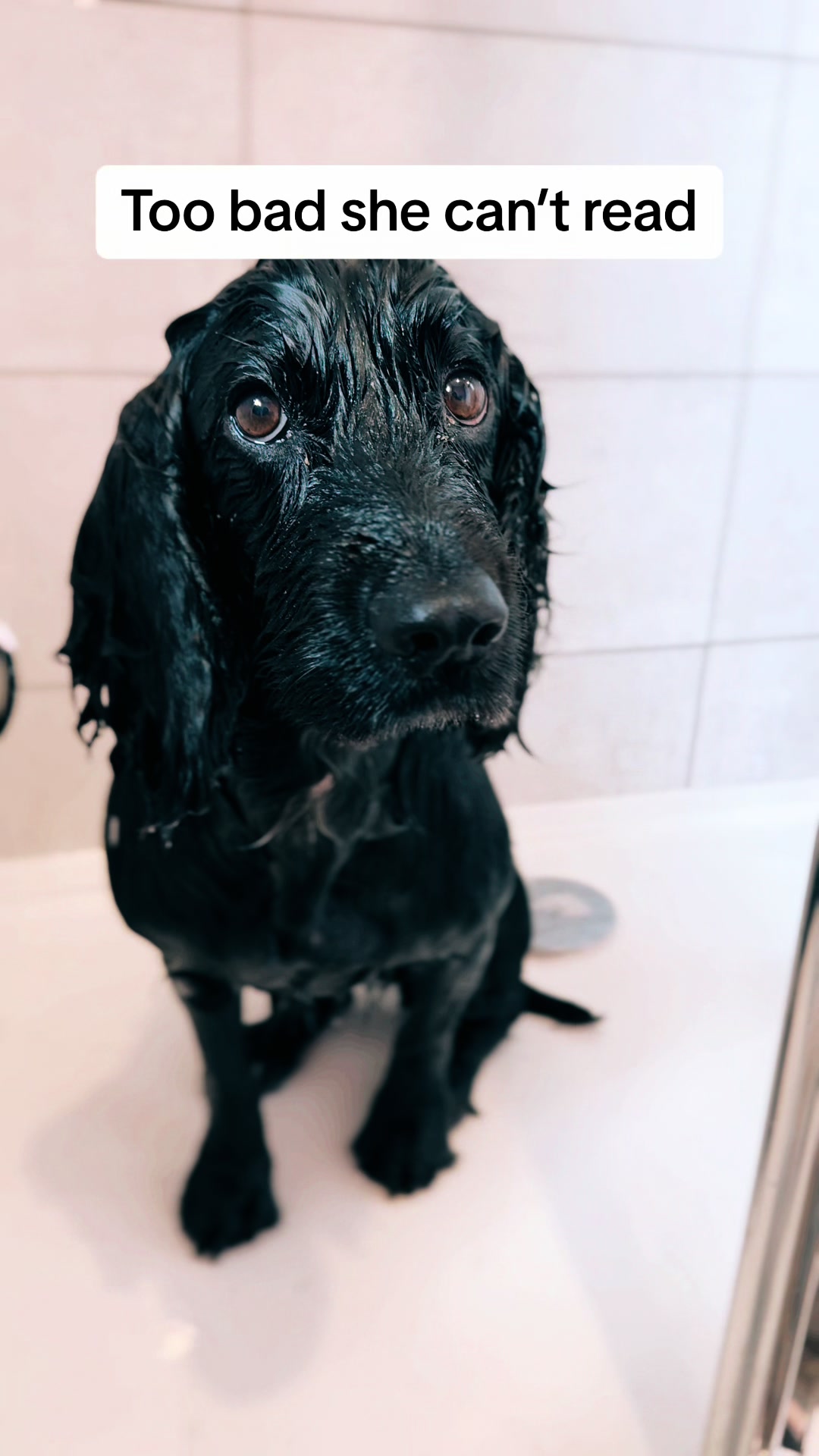 @Spaniel Explorers