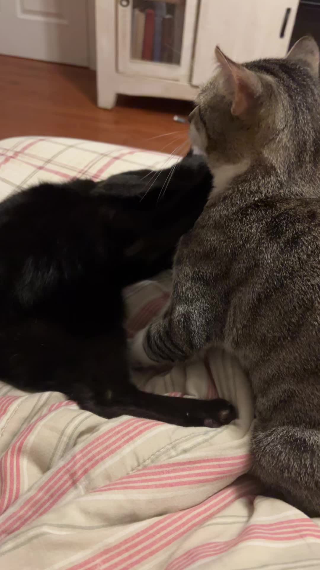 @mightycat83