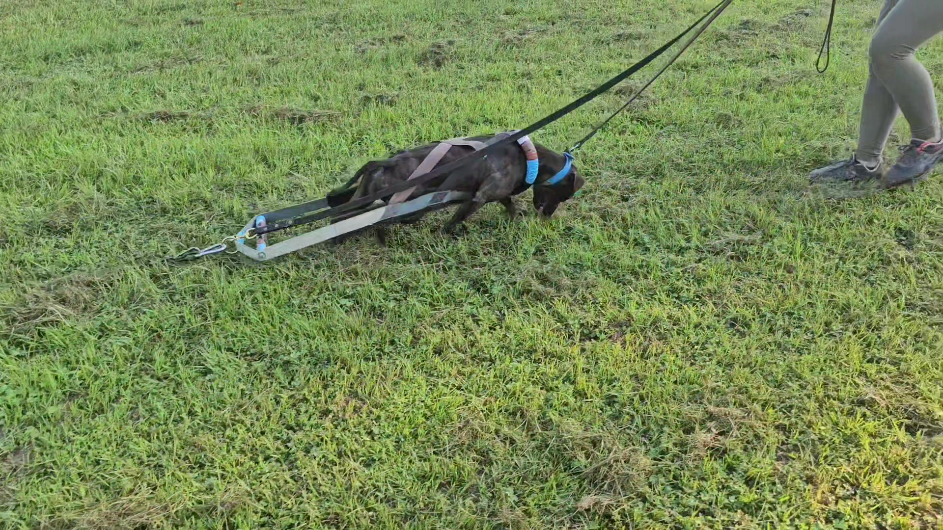@RedCreekKennels