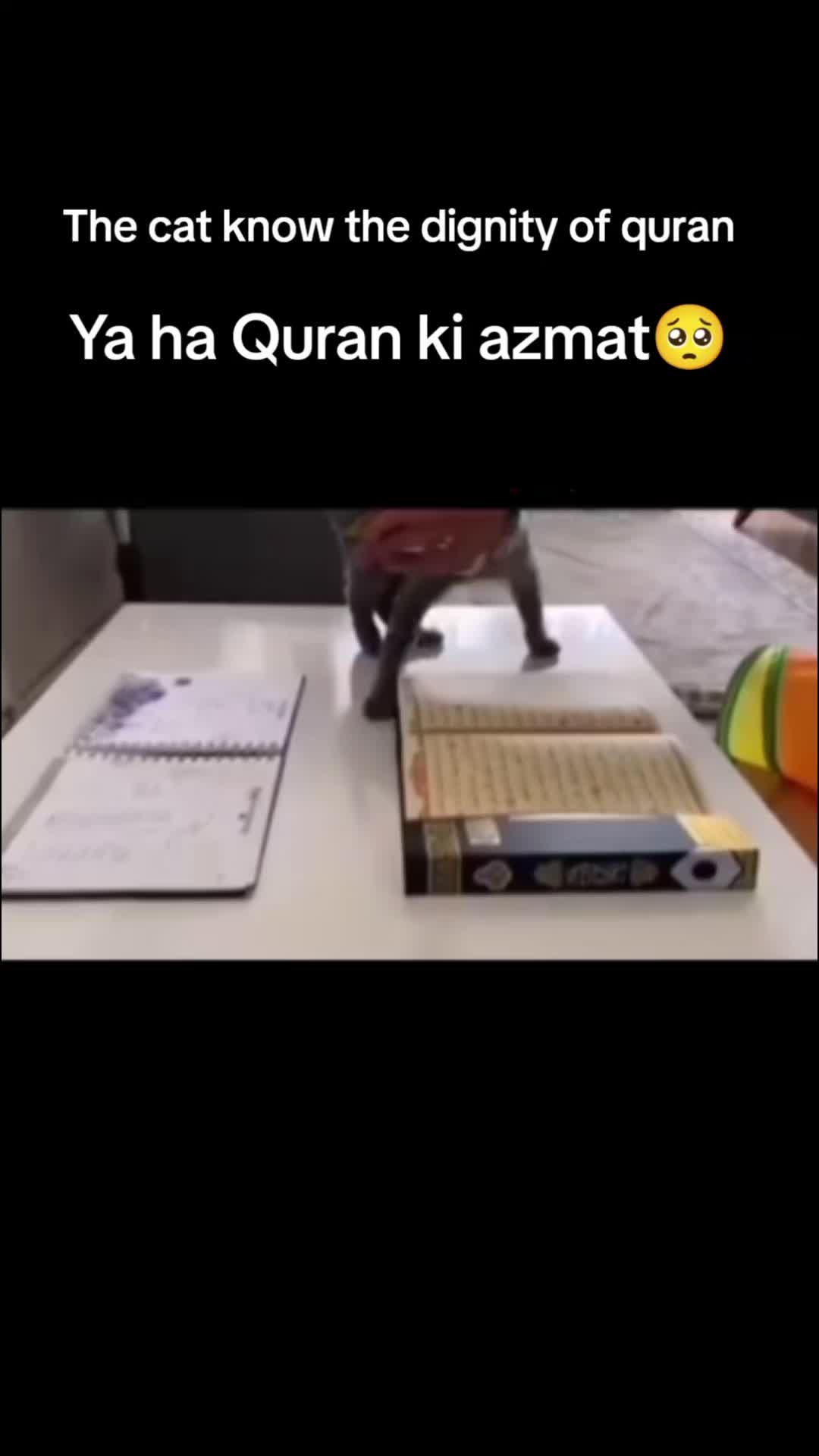 @Izneıl Vezzıdaba
