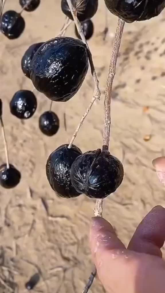 @fruits