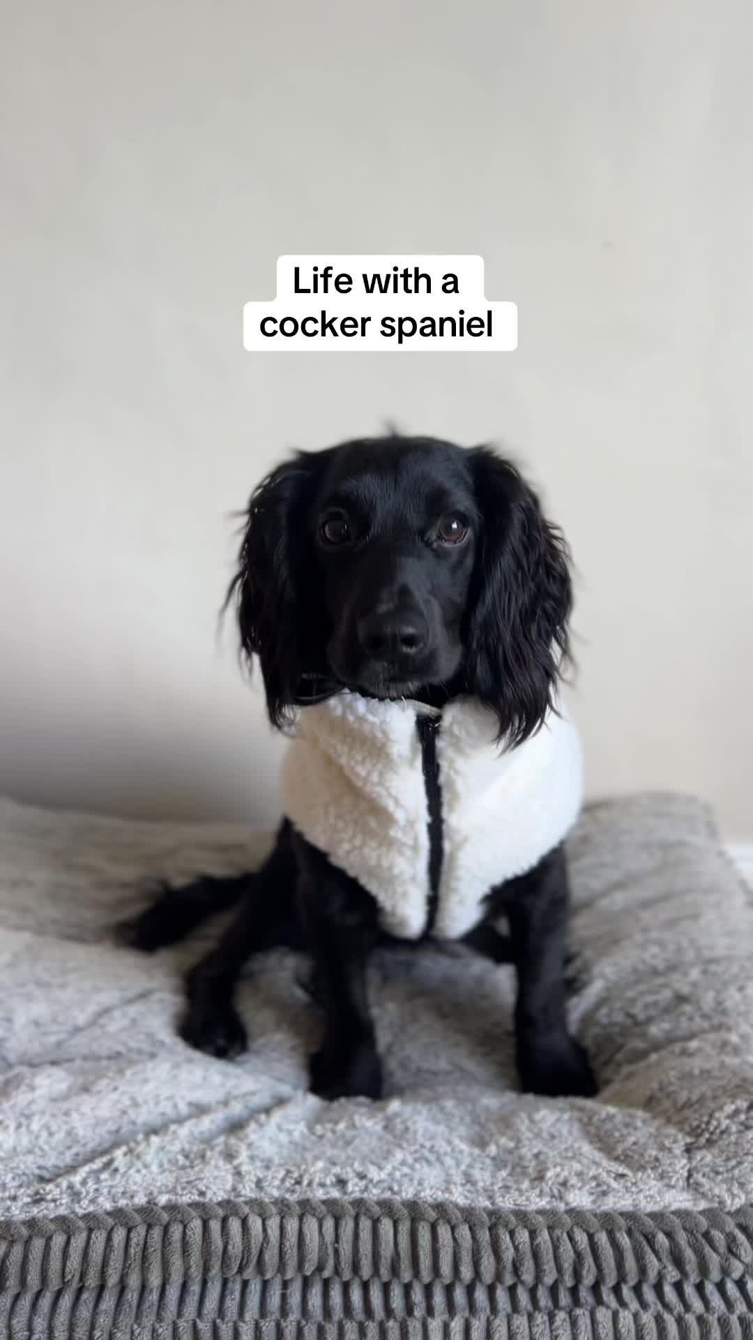 @maggie.moo.cocker