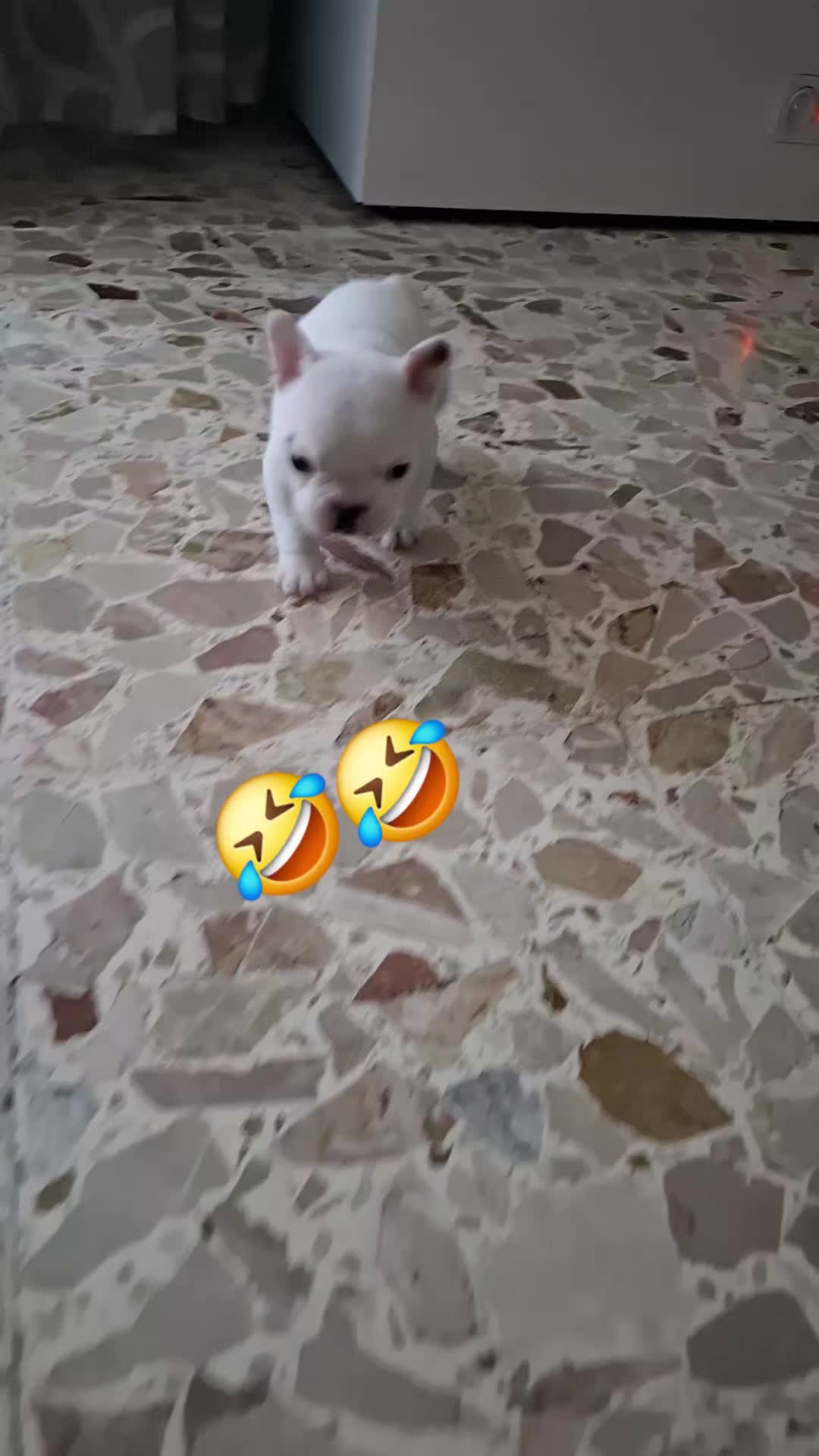 @__rosy3