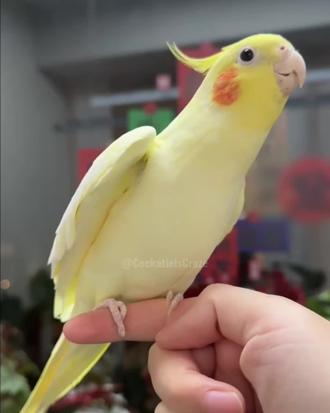 @Cockatiels Craze