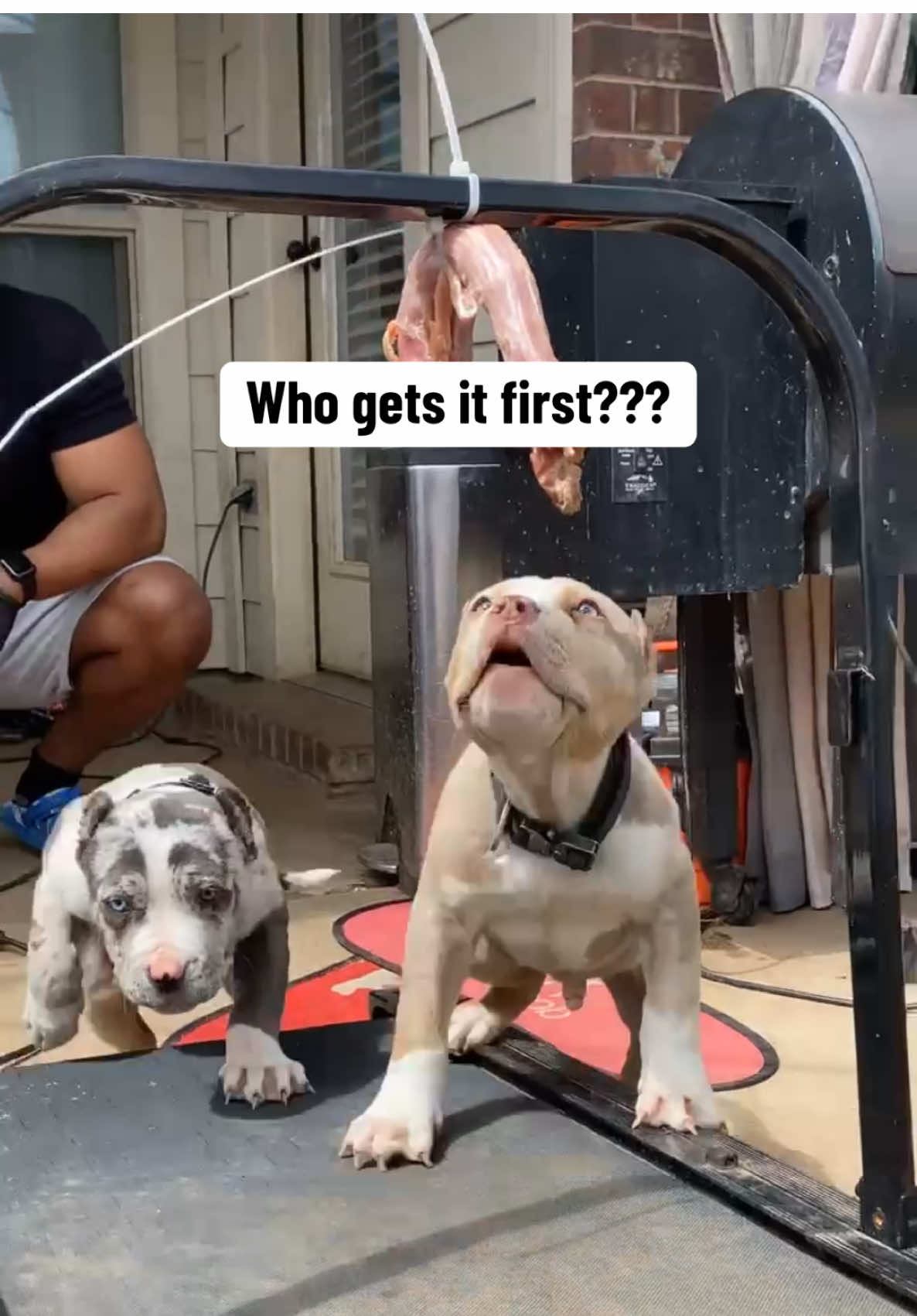 @Better Best Dog