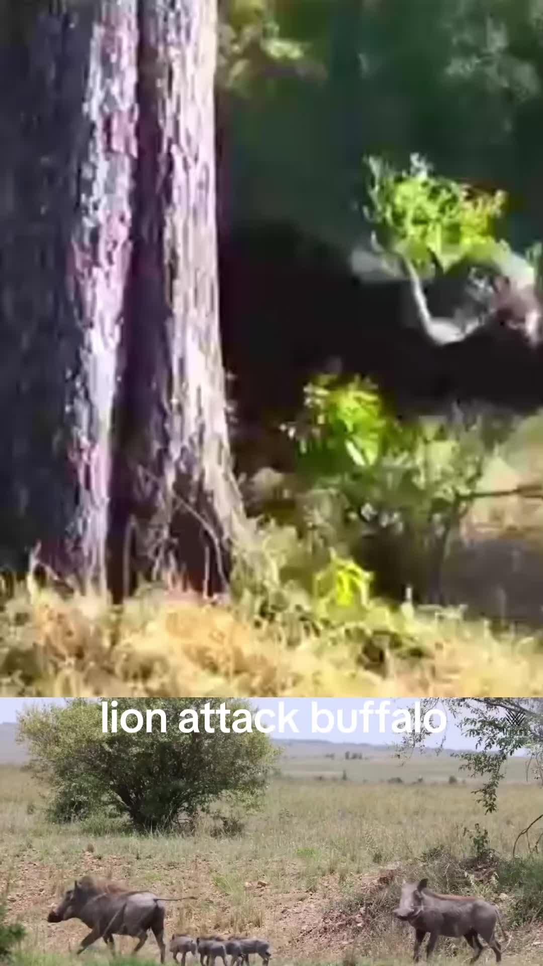 @animal9