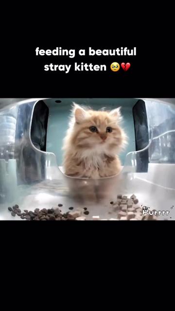 @purrrr