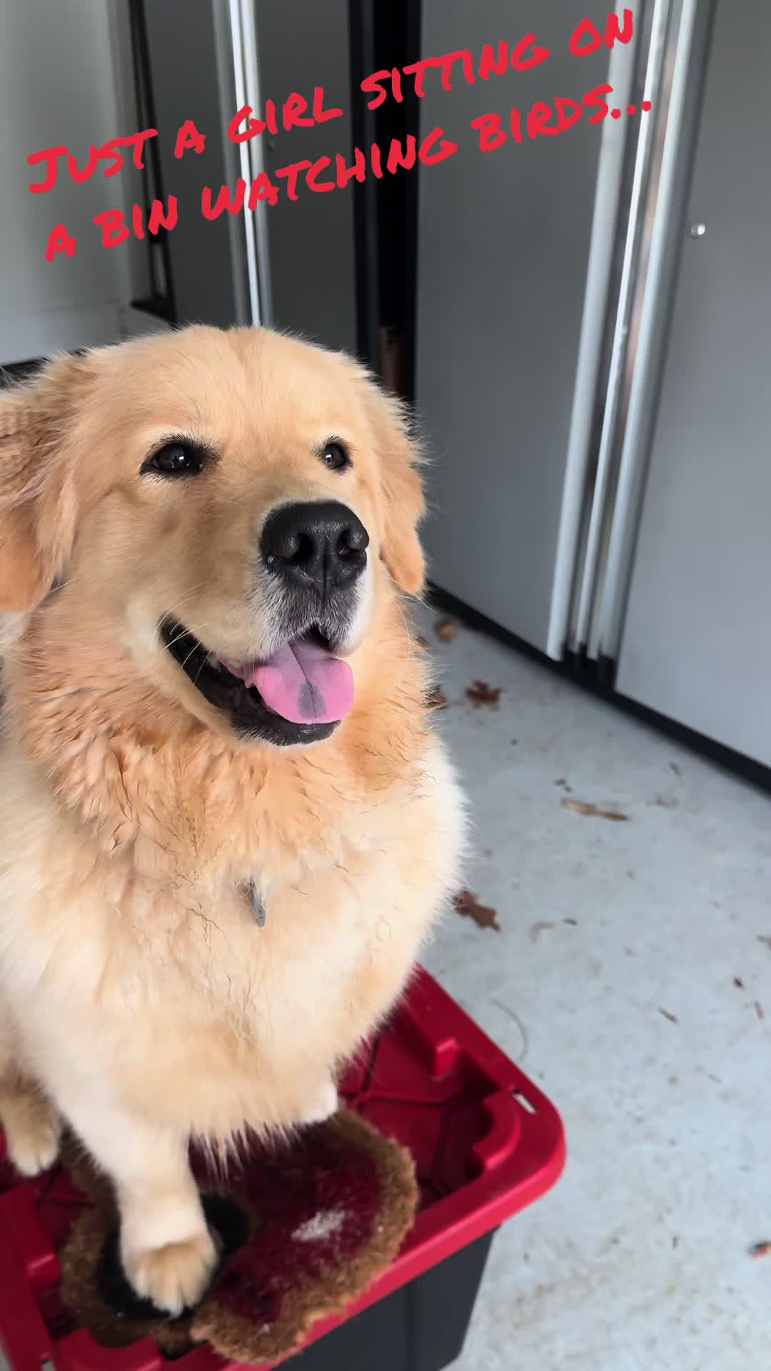 @DogMomisms