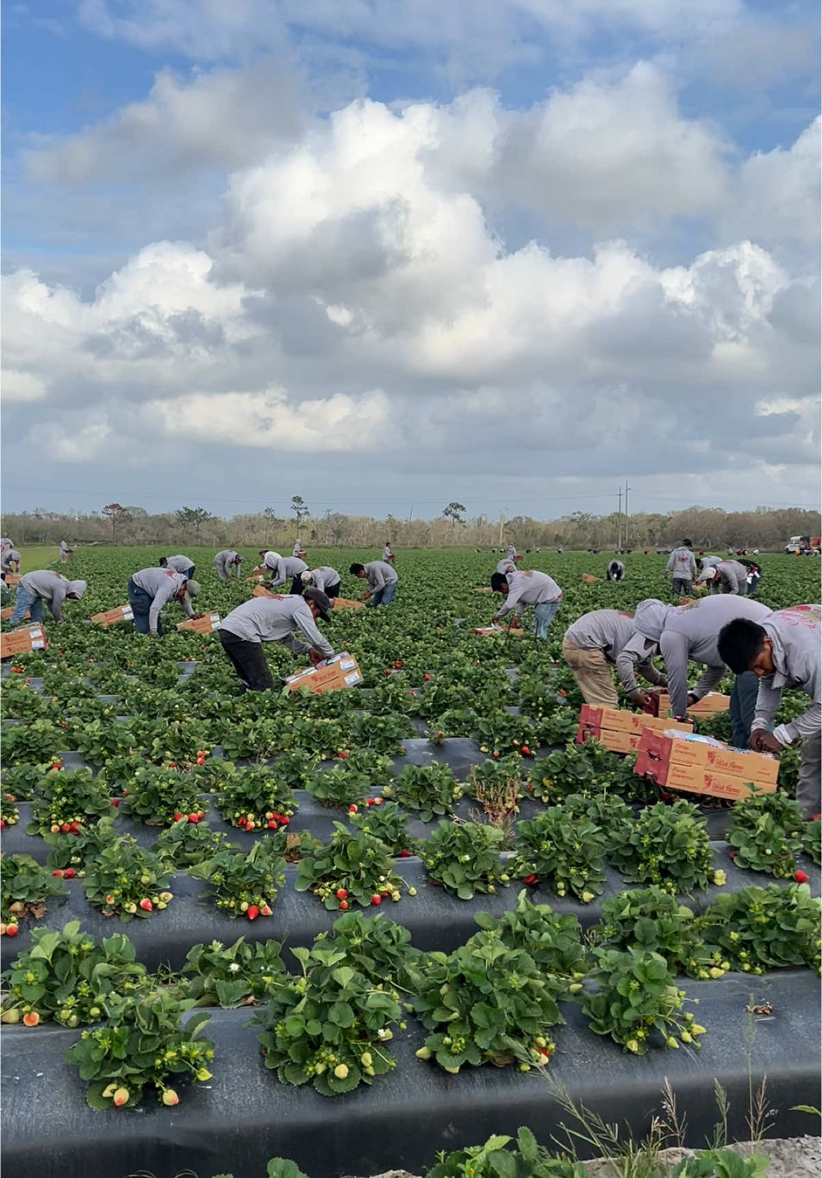 @AVL HARVESTING 👨&zwj;🌾