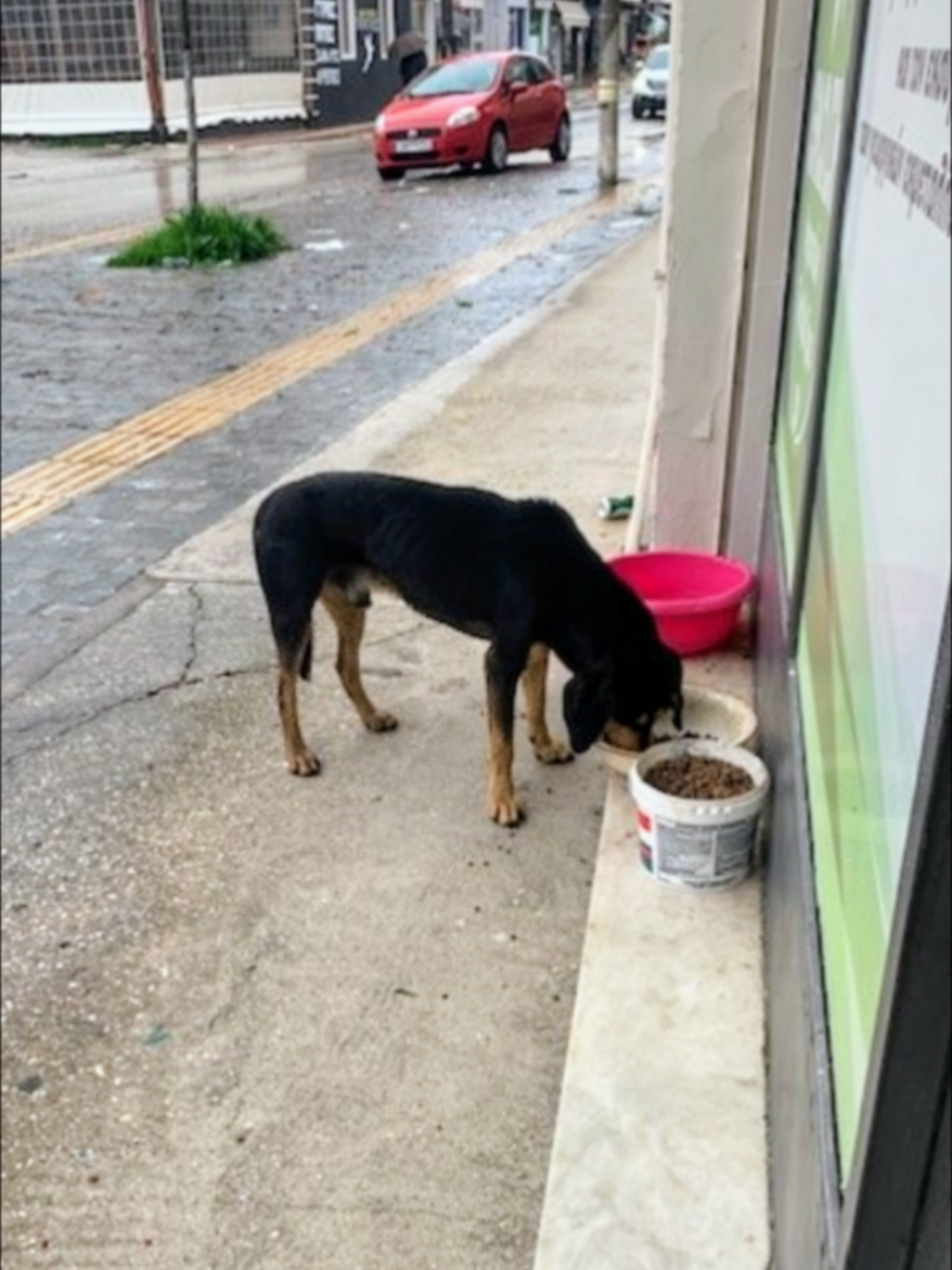 @Greek Animal Rescue