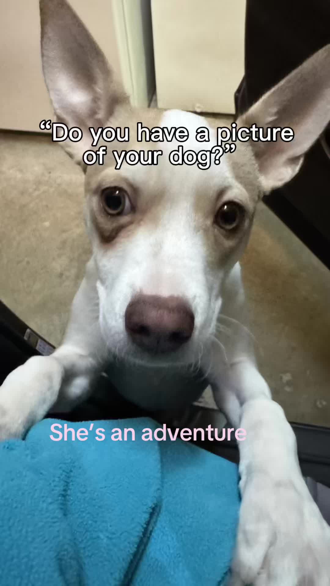 @TikTokmom