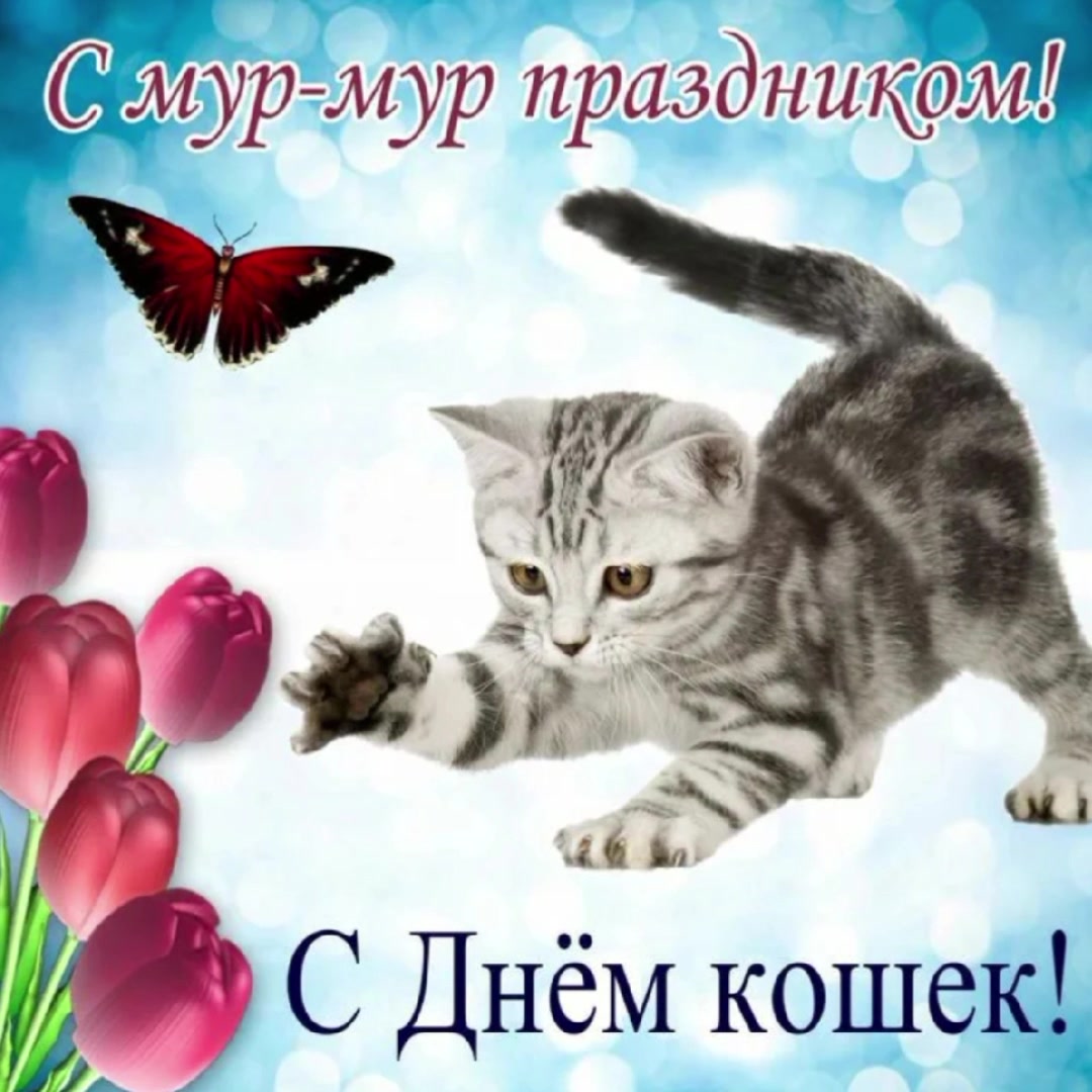 @котики на каждый день