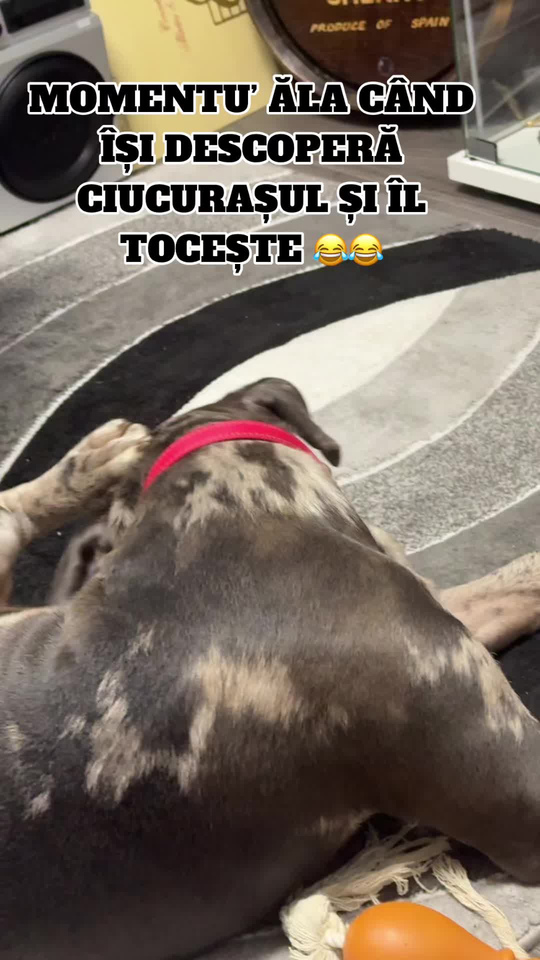 @Teișan