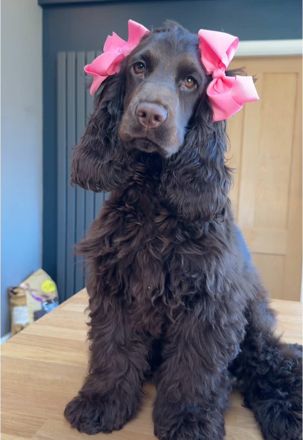 @Honey_The_Show_Cocker 🤎🐾🤎