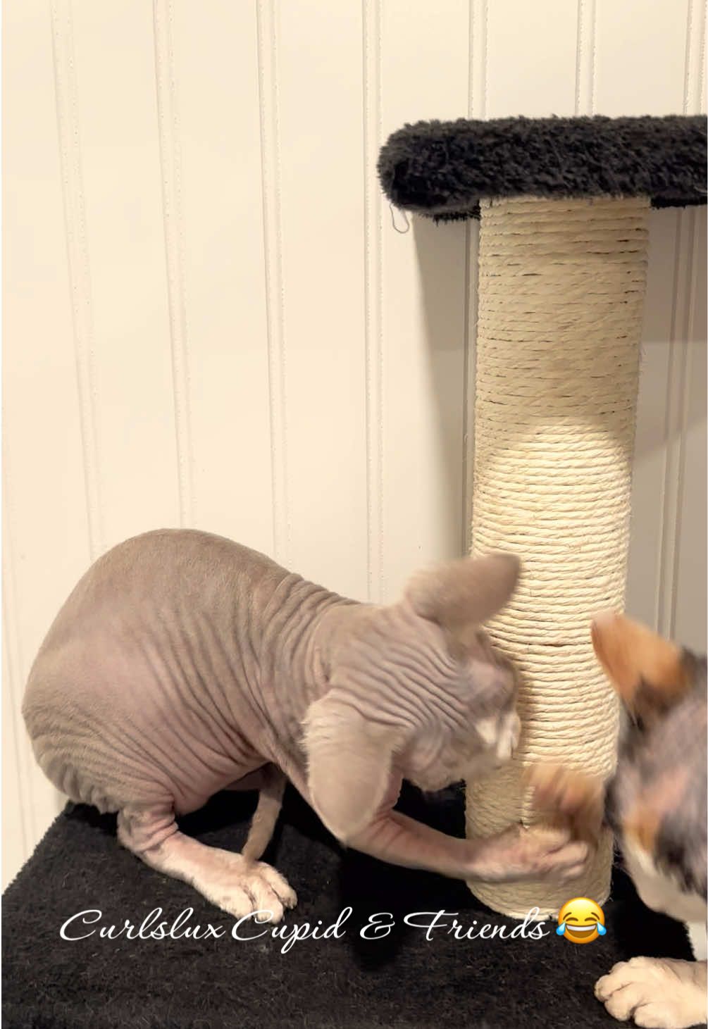 @Curlslux cattery!!🇺🇸