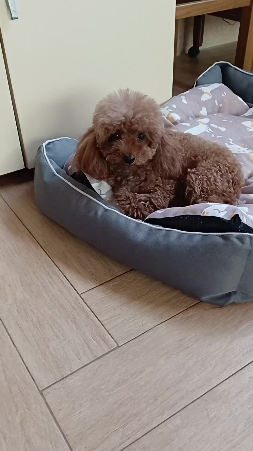 @Francesca Praia