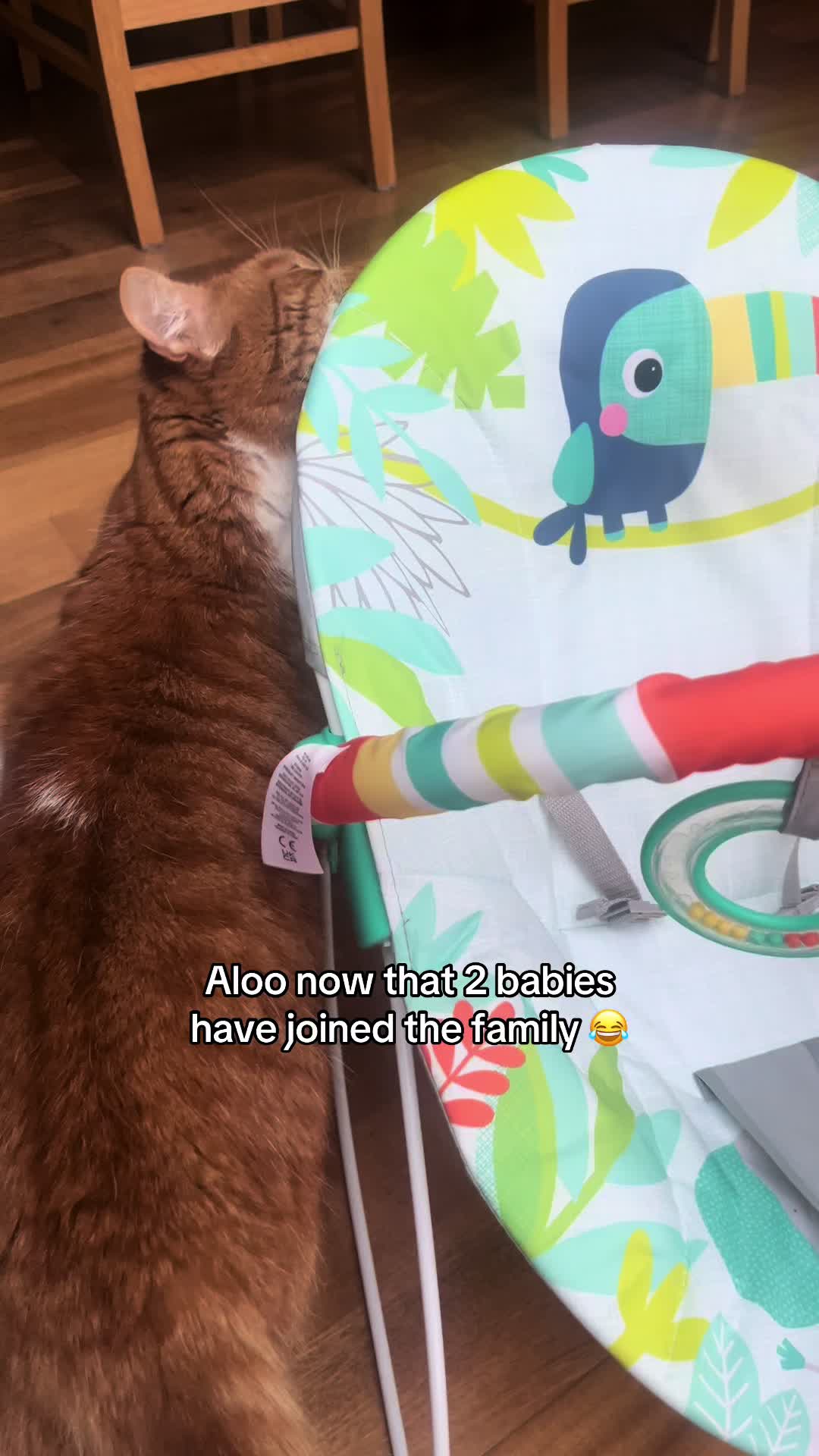 @Aloo The Cat