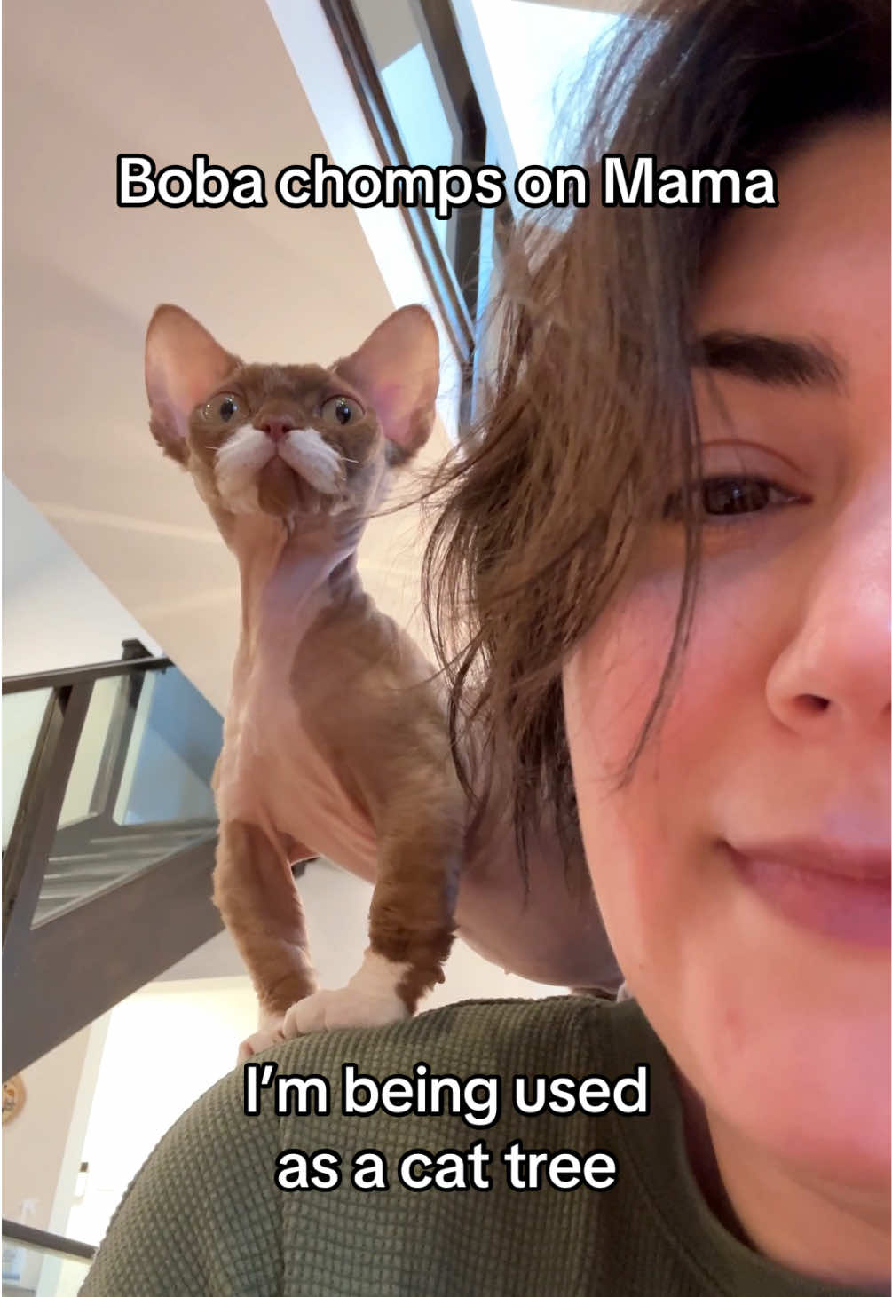 @Boba&rsquo;s Buds Minskin Cats