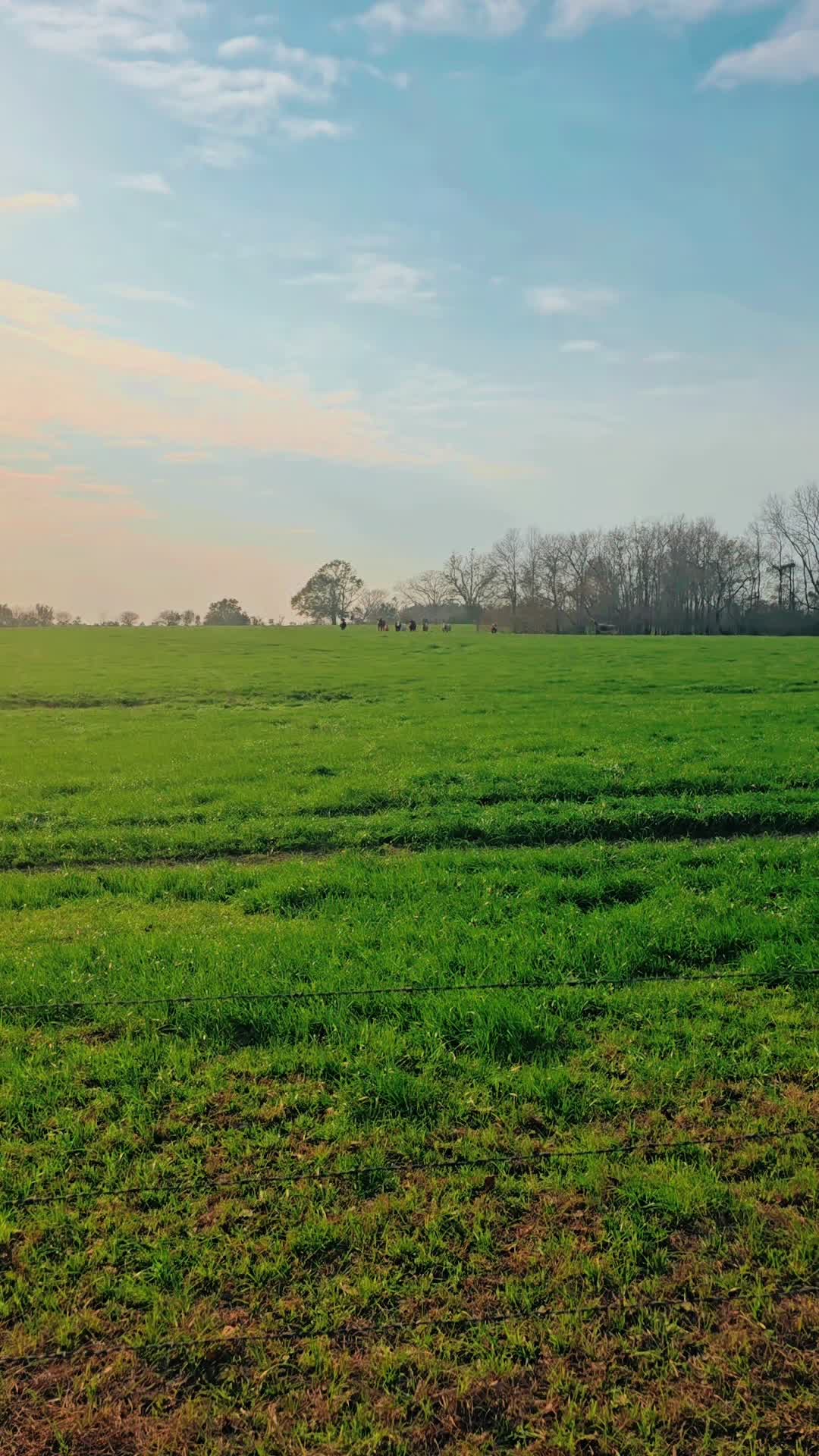 @M.I. CATTLE CO.