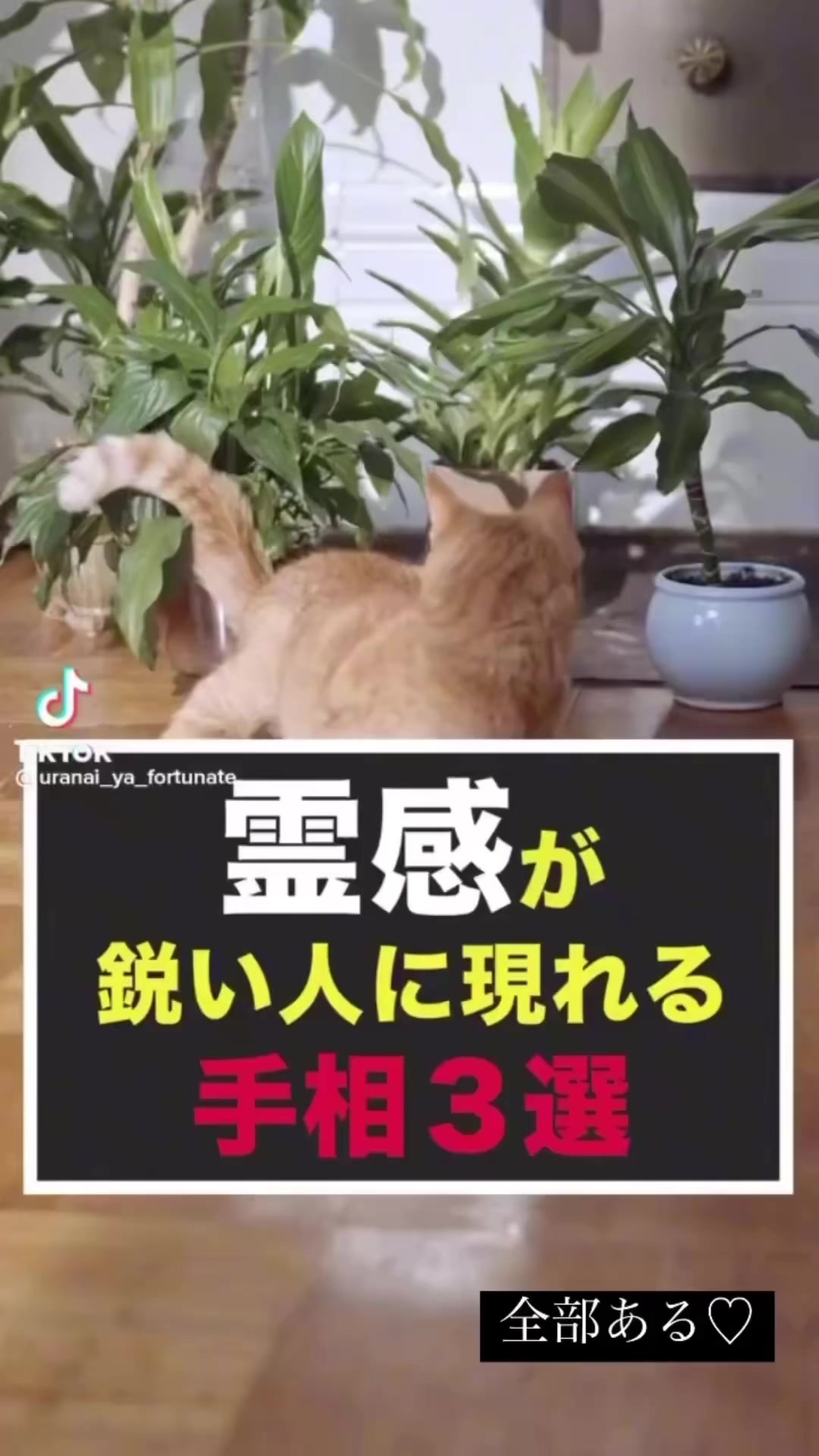 @KIBUNYA