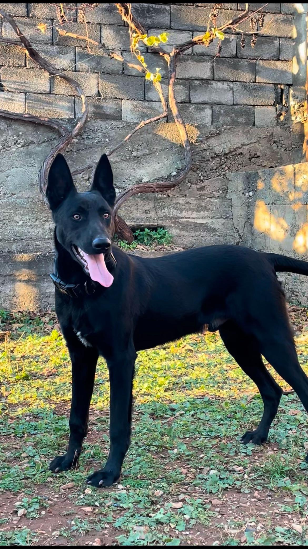 @The_belgian_malinois