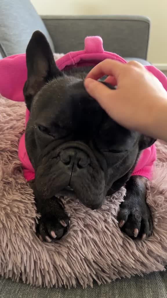 @Bruno the Frenchie