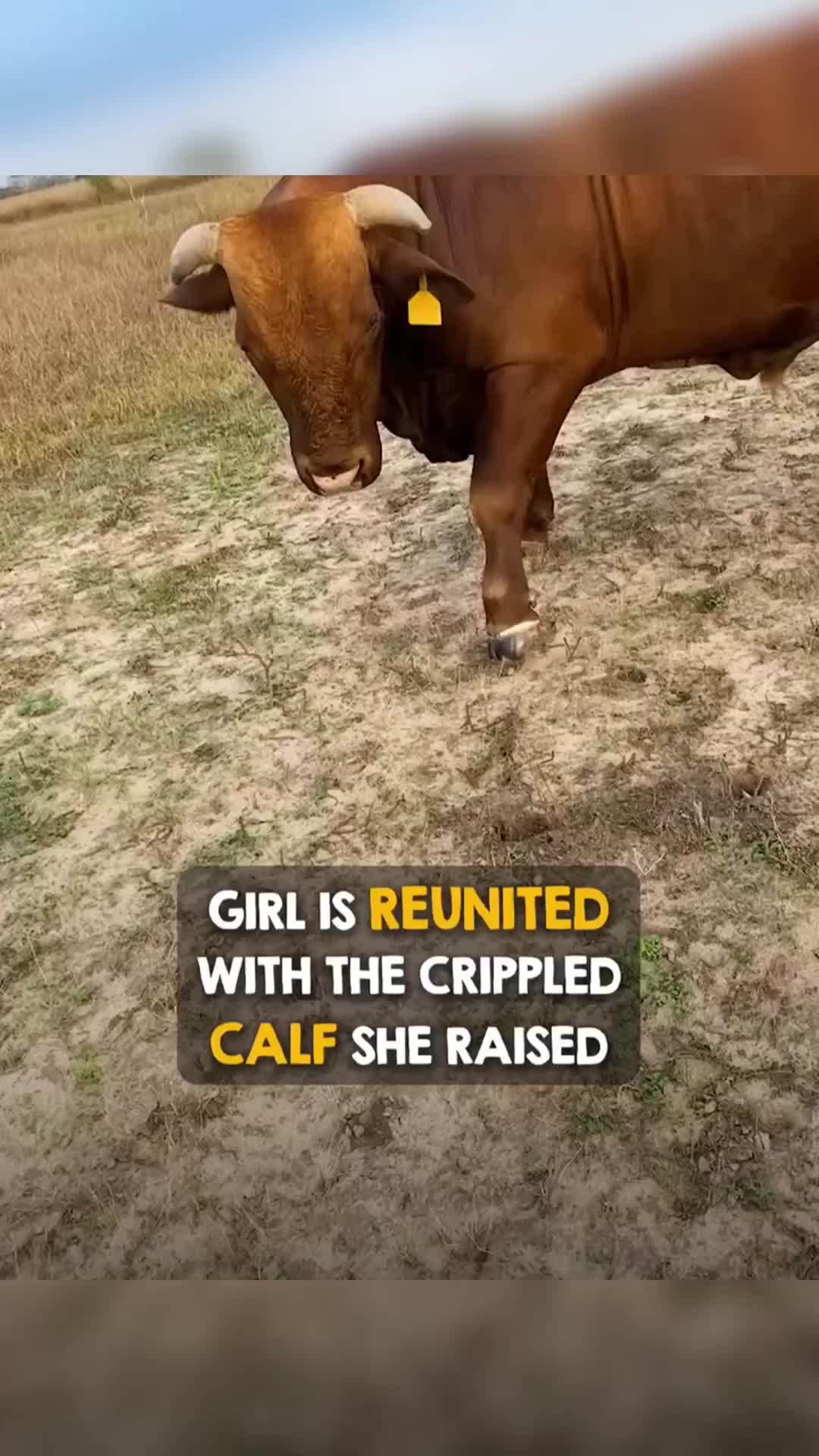@Animals Stories