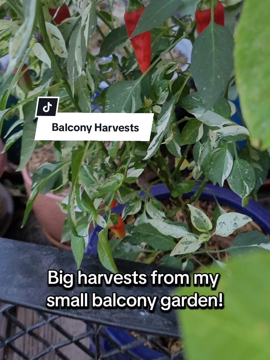 @Sandra | Balcony Gardener