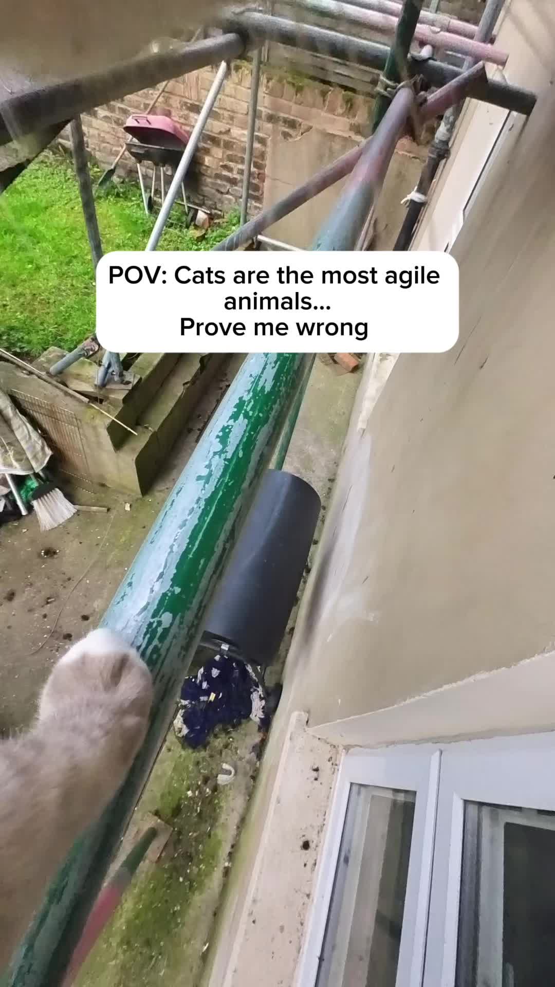 @Snowys_Life